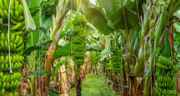 banana plantation ecuador