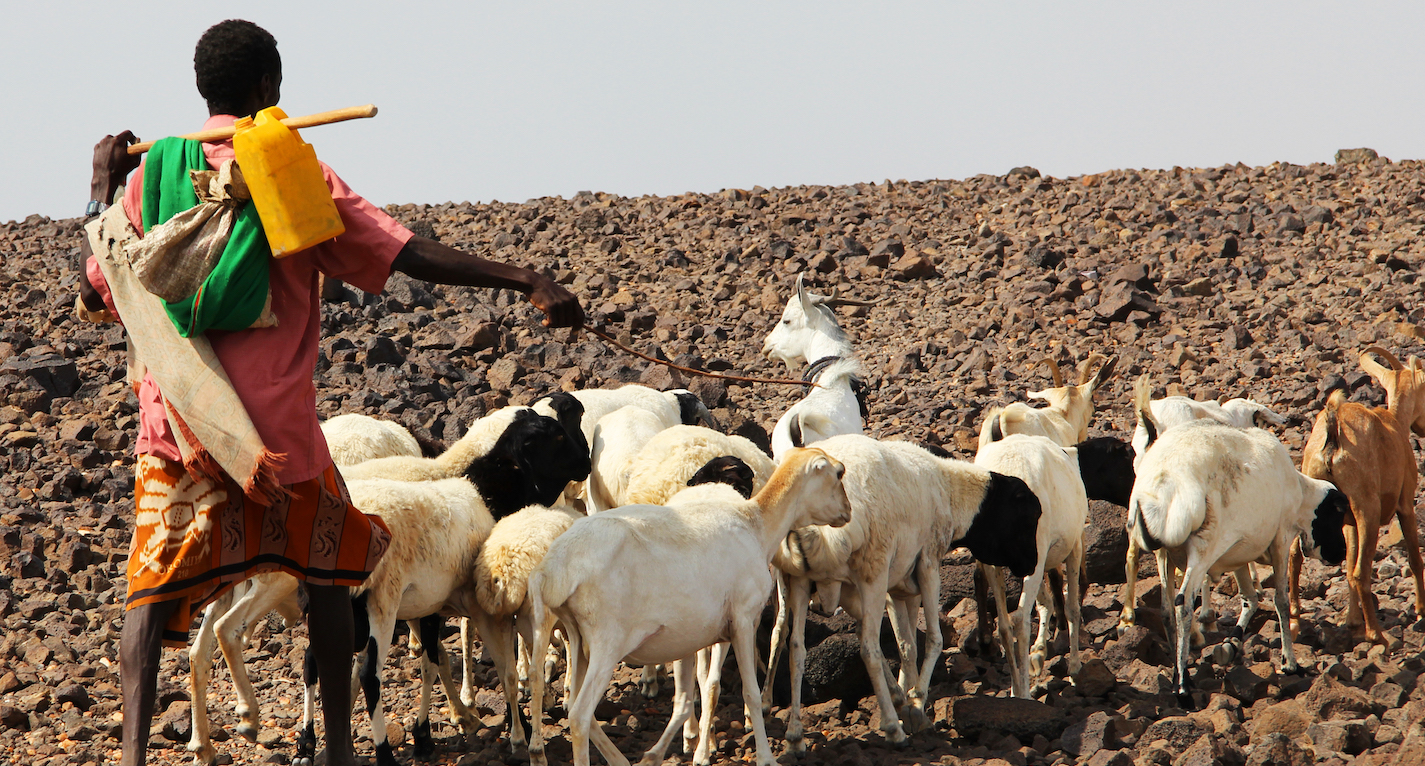 Занятие юар. Мавритания сельское хозяйство. Намибия сельское хозяйство. Животноводство Африки. Животноводство Эфиопии.