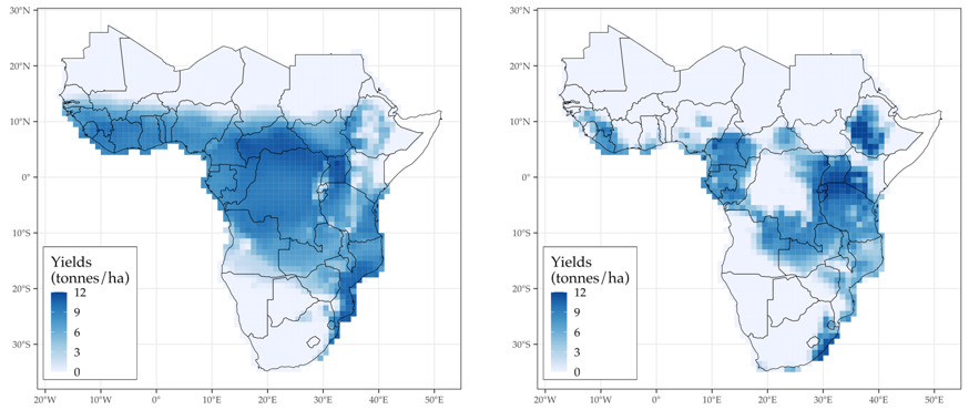Climate change effects on potential cassava yields for 2000 (left) and 2080 (right)