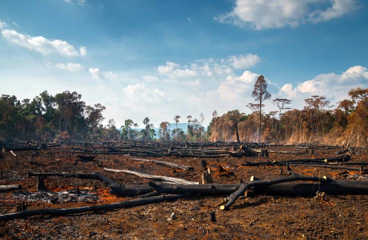 deforestation