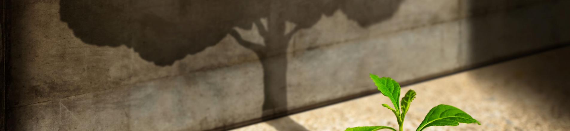 Small plant with shadow of a big tree, representing the article topic of industrial policy for small business