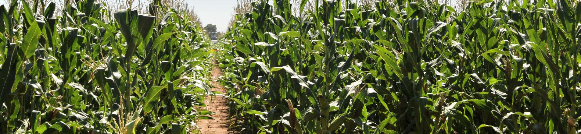 Maize plants