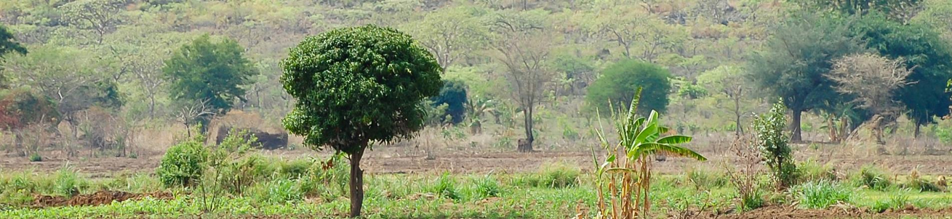 Farmers working the land