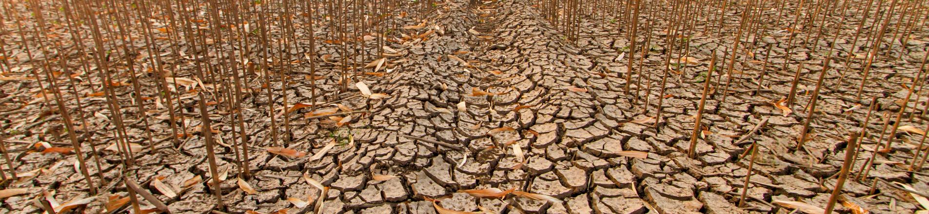 Dry farm land after drought