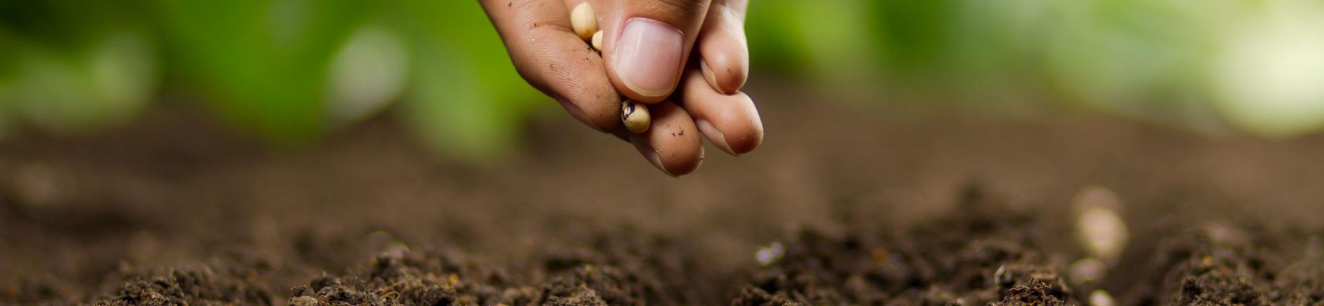 Planting seeds
