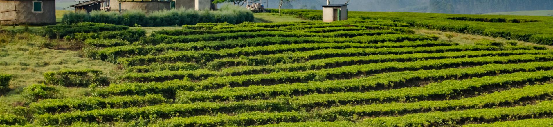 Farm in Uganda