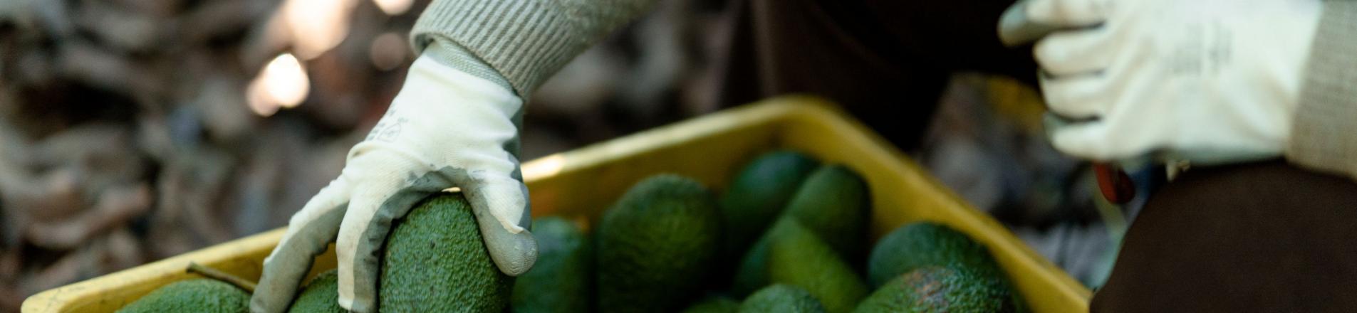 Mexican avocados