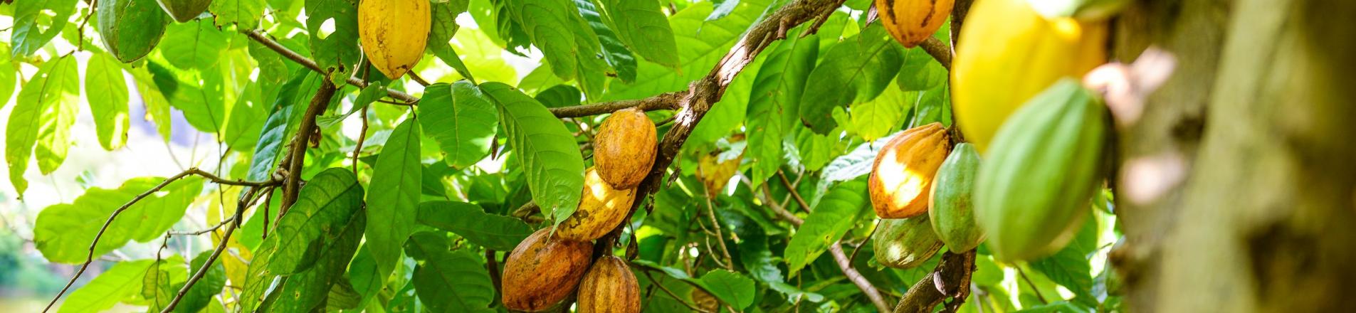 Cocoa in Brazil