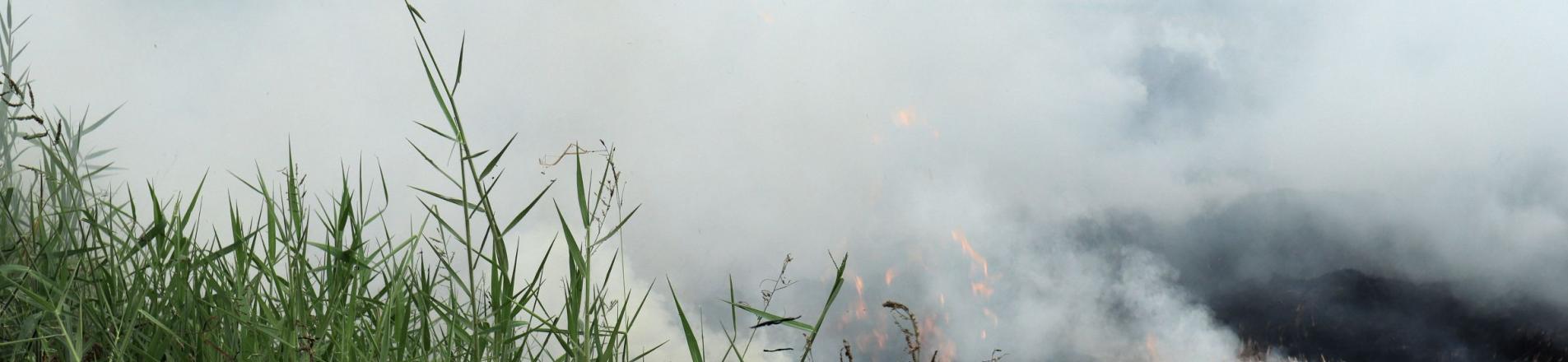 Crop burning