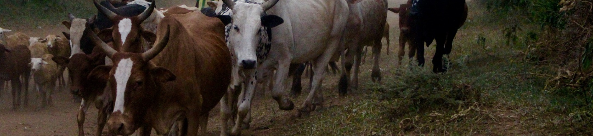 Livestock