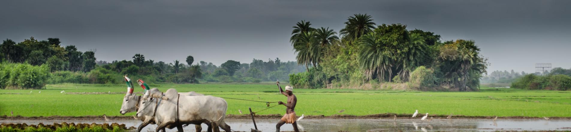 Rice paddy in India