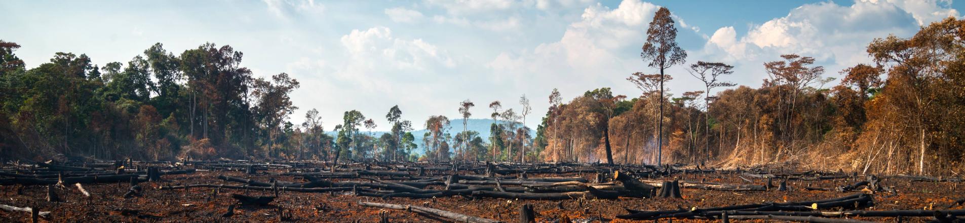 deforestation
