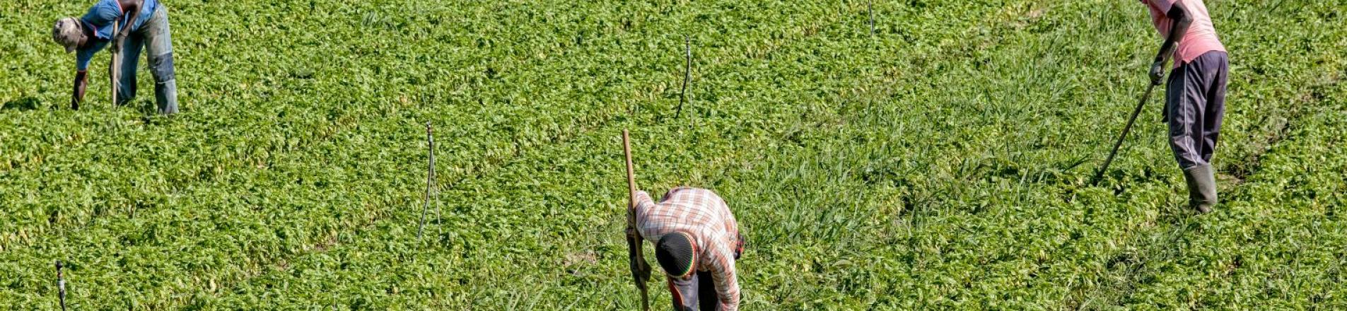 Workers on a farm