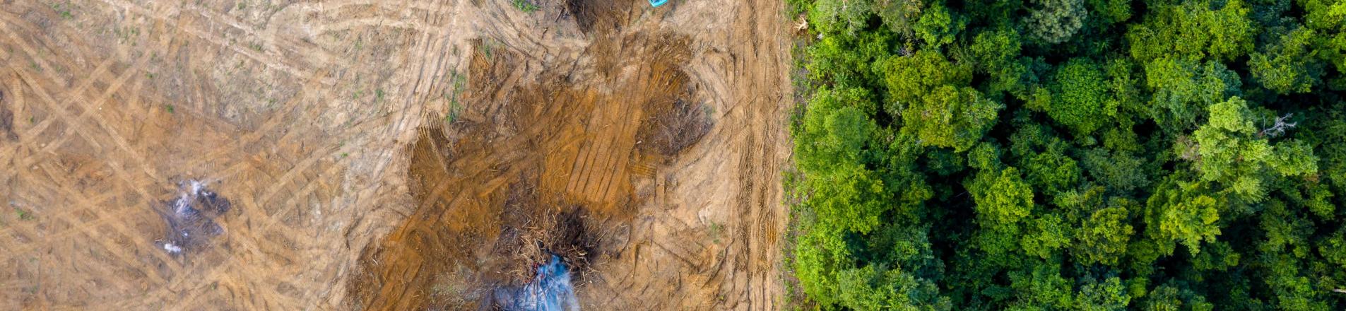 Deforestation