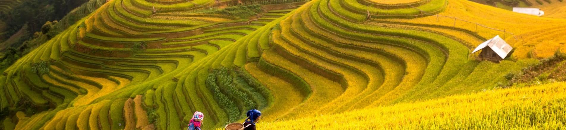 Agriculture in Vietnam