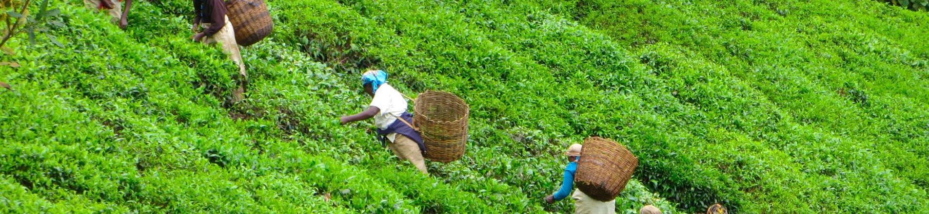 FLFP in Sri Lanka