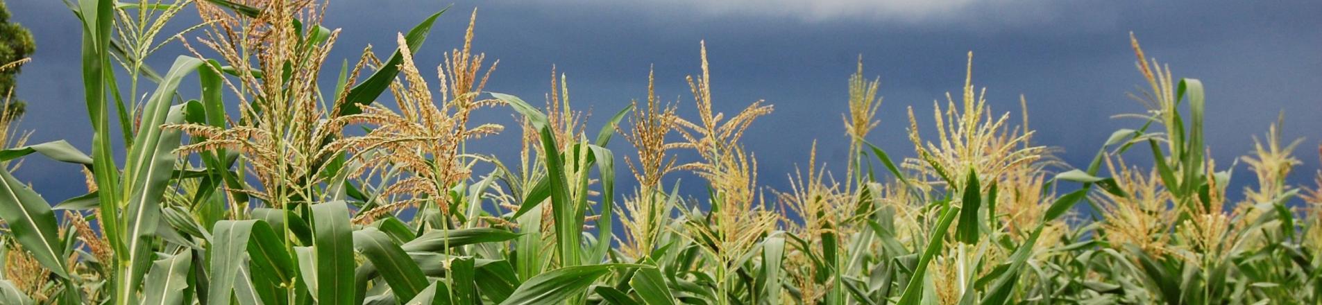 Maize