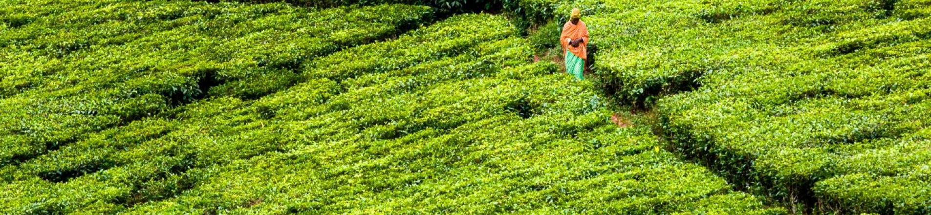 Uganda farm