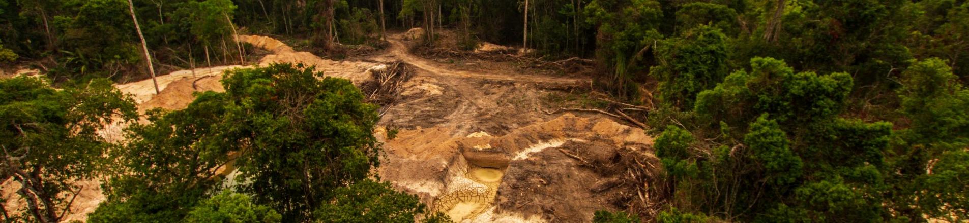 Amazon deforestation