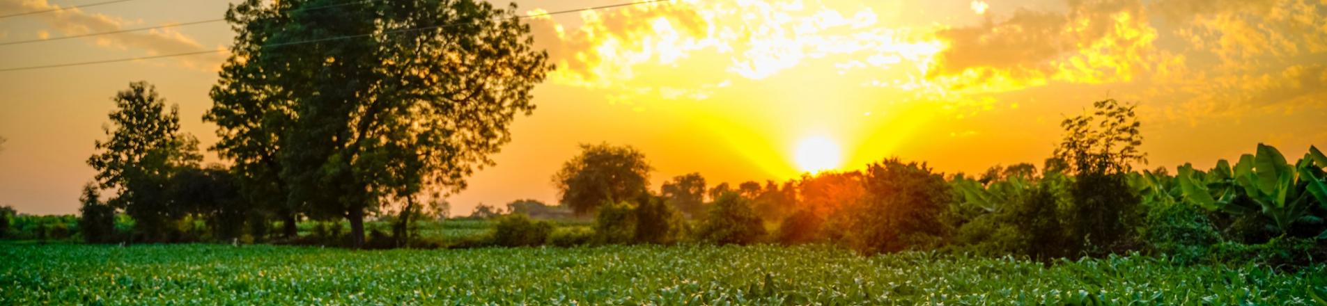 Farm in India