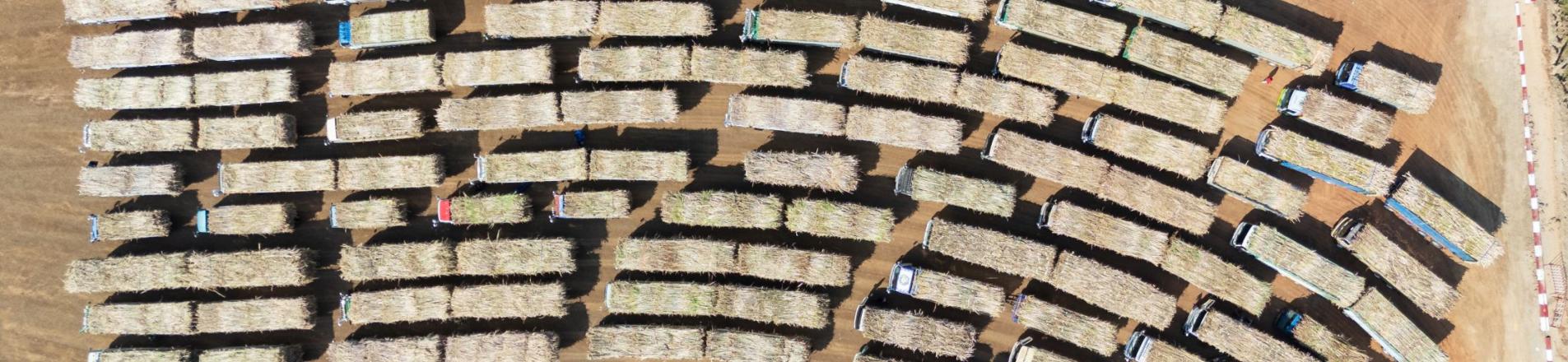 sugarcane in Uganda