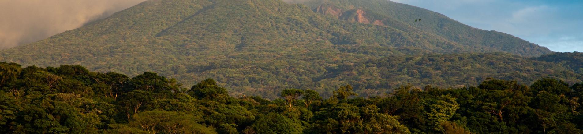 forest in Liberia