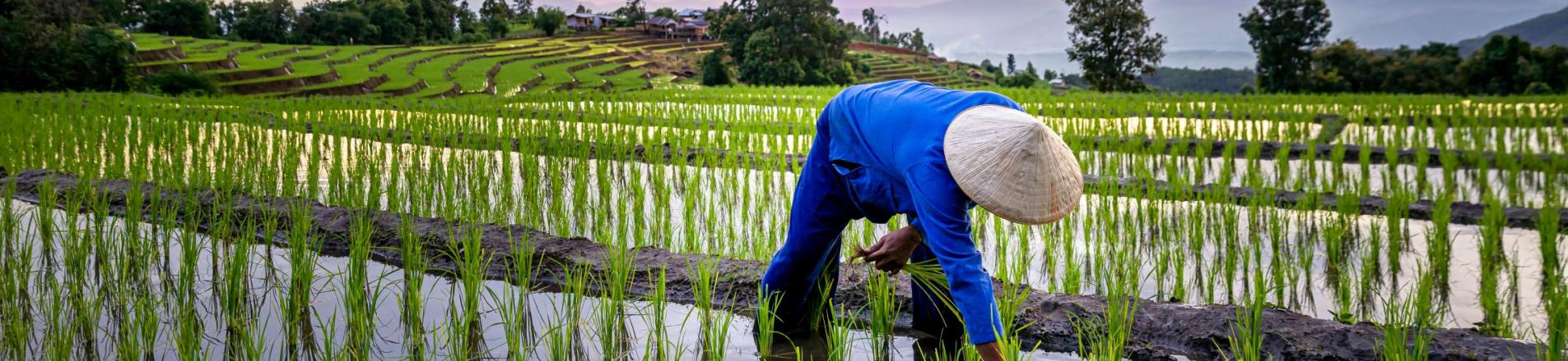agriculture in Vietnam