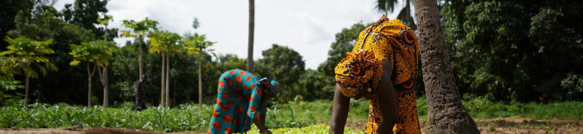 West Africa farming