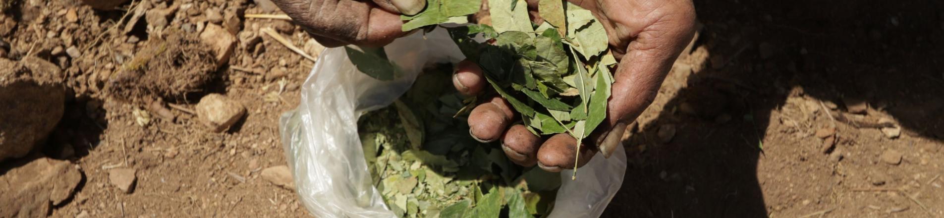 coca leaves