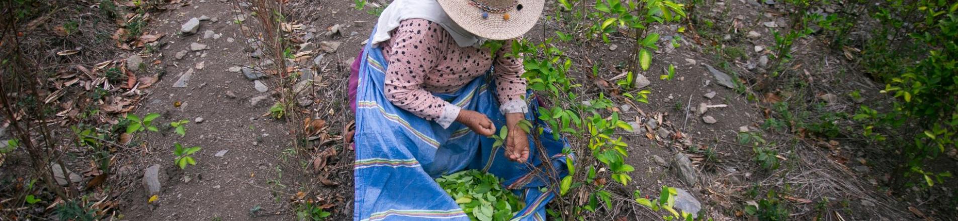coca picking