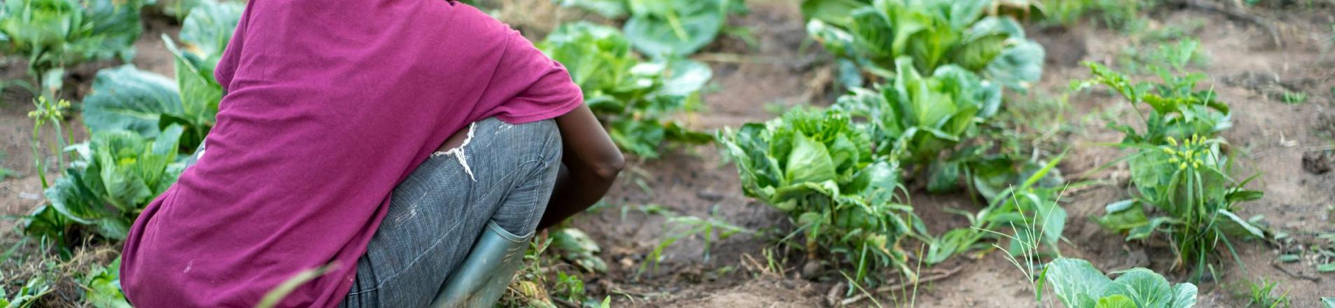 farmer in Ghana