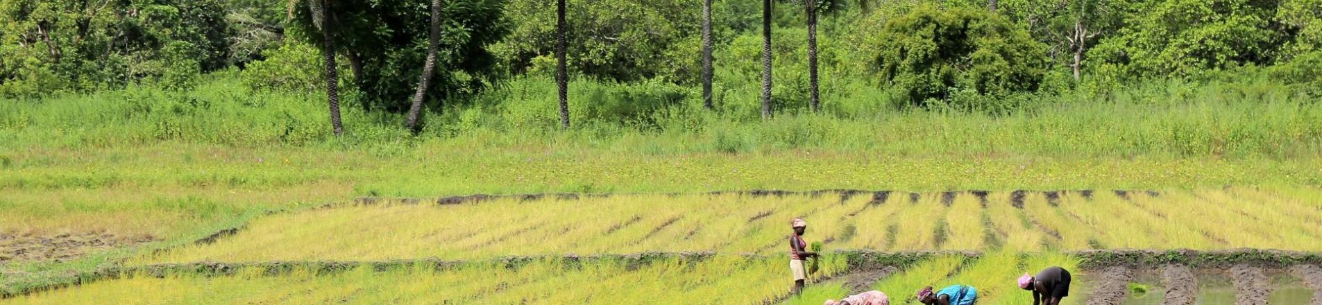 farmers