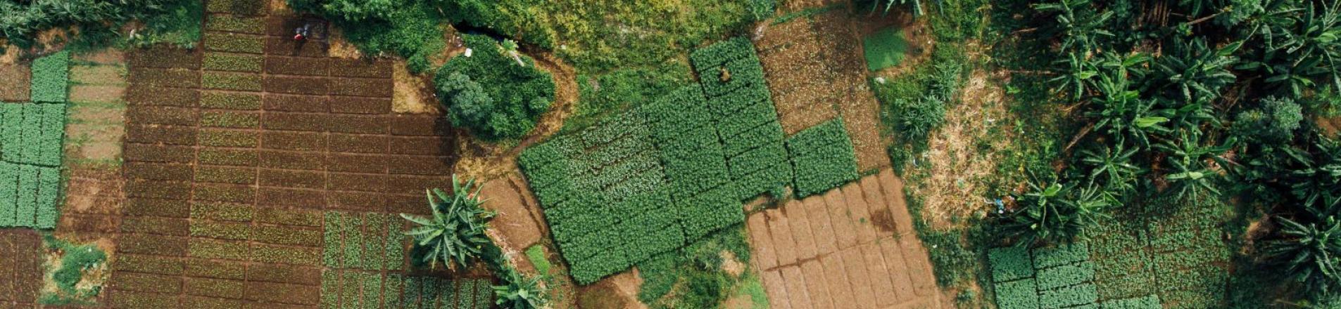 smallholder farm