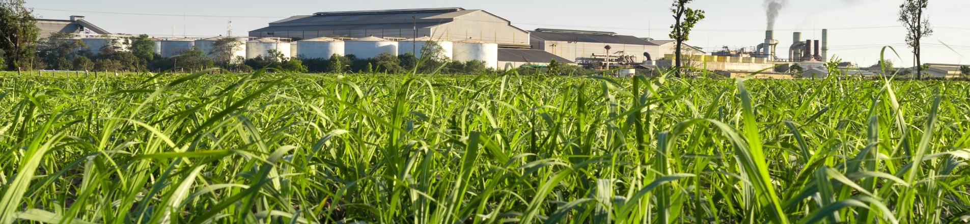 field with factory