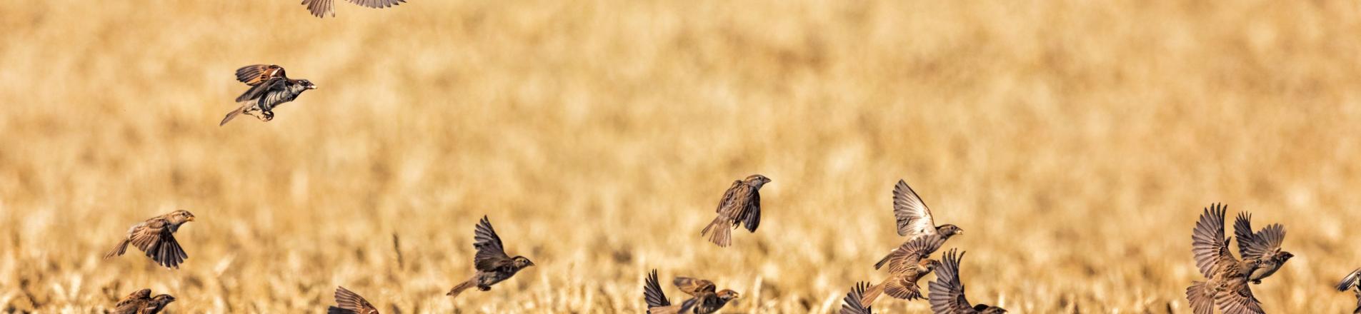 sparrows