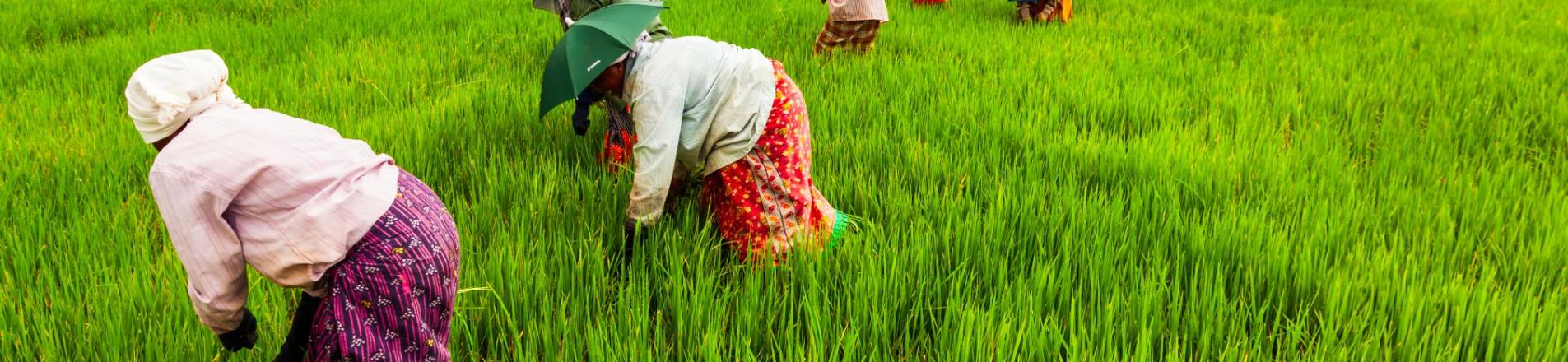 india farmers 