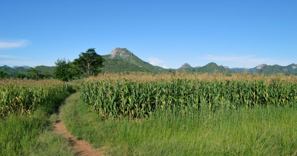 Malawi maize