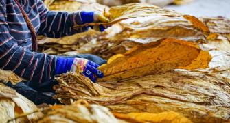 china tobacco