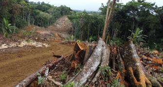 deforestation Amazon