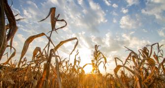 Dry crops