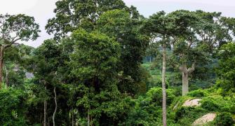 Nigerian forest