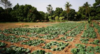 Agriculture in Kenya