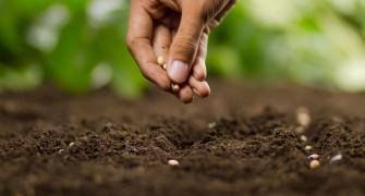 Planting seeds