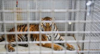 Tiger in cage