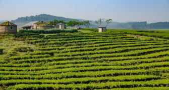 Farm in Uganda