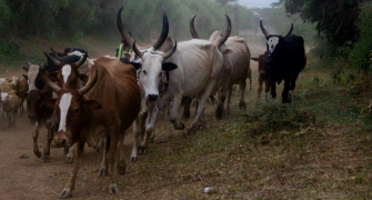 Livestock