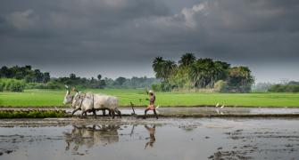 Rice paddy in India
