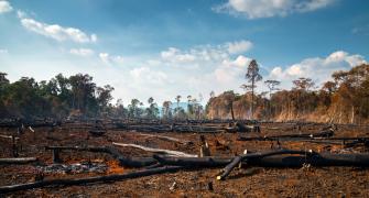 deforestation