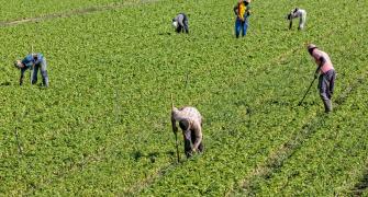 Workers on a farm