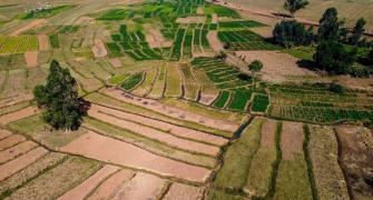 Rice field